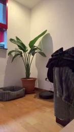 Xxl_1987 — вебкам-модель онлайн на cam4