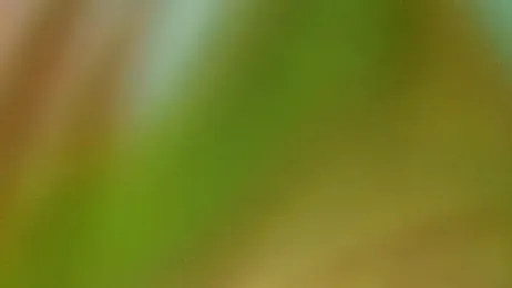 Tumblecockweed — stripchat