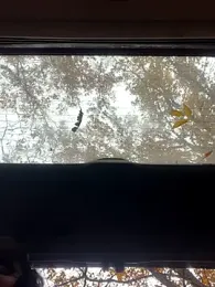 Alisa_ki — Stripchat stream photo (Oct 2025)