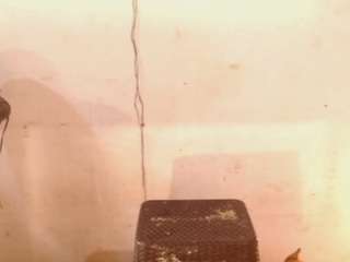 diablaardientex — Camsoda stream photo (Apr 2026)