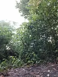 michaelbobby — stripchat