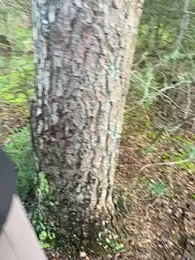 Sweetlauu — Stripchat stream photo (Mar 2026)