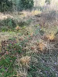 Sweetlauu — Stripchat profile photo