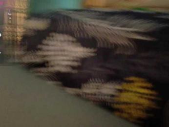 Rizantella — Bongacams stream photo (Jan 2026)