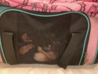 hottiewithabody101 — Chaturbate stream photo (Jun 2026)