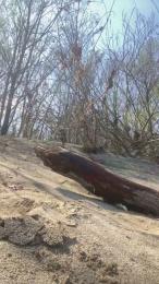 Picoletras — Cam4 stream photo (Mar 2026)