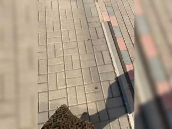 Lisa1225 — Bongacams stream photo (Apr 2026)