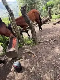 Ell_gomxxxz — вебкам-модель онлайн на stripchat