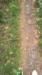 marion331 — Cam4 stream photo (Sep 2026)