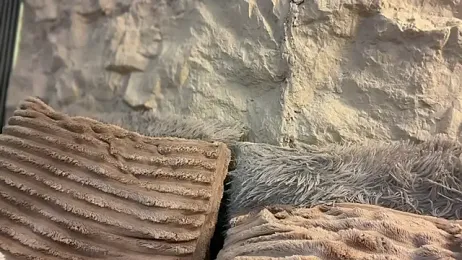 GenesisCastillano — вебкам-модель онлайн на stripchat