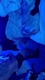 Sebensua — вебкам-модель онлайн на cam4