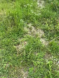 Alis-Mario — Stripchat stream photo (Apr 2026)