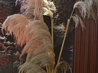 Ema Malkova — Flirt4free stream photo (Mar 2026)