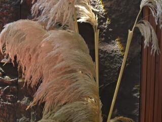 Ema Malkova — Flirt4free stream photo (Mar 2026)