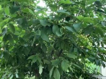 patry333 — Chaturbate recorded stream screenshot (16 Aug 2025)