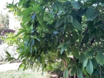 patry333 — Chaturbate recorded stream screenshot (19 Sep 2025)