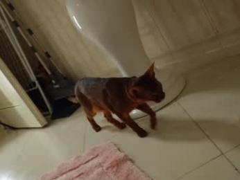 heybanan — Chaturbate recorded stream image, 17.10.2025 18:20