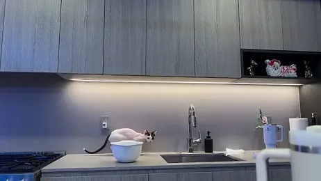 Graciemae_baexx — Stripchat recorded stream screenshot (13 Jan 2026)