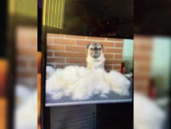 Nataliecroys — Bongacams recorded stream screenshot (08 Feb 2026)