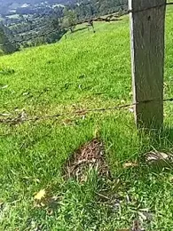 Cuervo_maniaco — Stripchat recorded stream screenshot (27 Feb 2026)