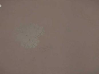 Taanni — Bongacams recorded stream image, 19.03.2026 03:10