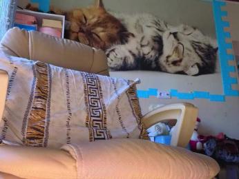 Mistress-Gwen — Bongacams recorded stream image, 24.06.2026 02:20