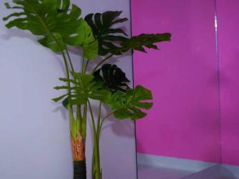 NatyDesiree — Bongacams recorded stream screenshot (31 Mar 2025)