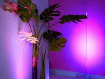 NatyDesiree — Bongacams recorded stream screenshot (04 Apr 2025)