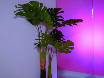 NatyDesiree — Bongacams recorded stream screenshot (11 Apr 2025)