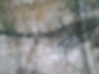 stalliontheesavage — Camsoda recorded stream screenshot (22 Apr 2025)