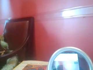 stalliontheesavage — Camsoda recorded stream screenshot (13 May 2025)